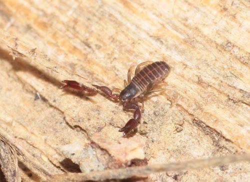 Réf. 280 136 : Withius hispanus